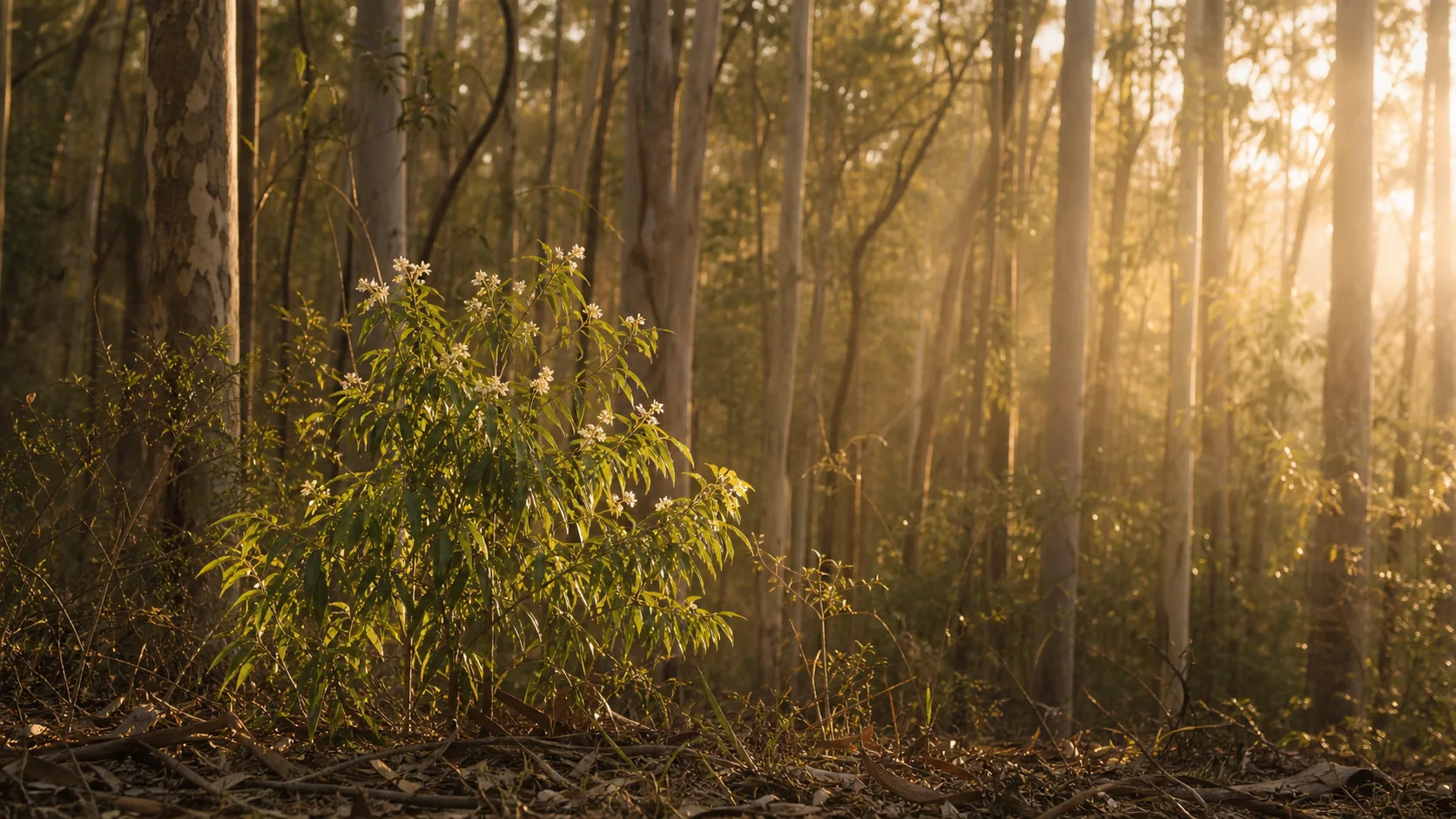 A wild lemon myrtle tree (Backhousia citriodora) in a Gold Coast hinterland eucalyptus forest, lit warm by late-afternoon golden Queensland sun, bright apple-green narrow leaves catching the side-light against the soft middle-distance of pale-trunked Sydney blue gums and spotted gums receding into deeper warm shade. A few cream-white five-petalled blossoms cluster at the leaf tips. Slow shafts of warm honey light slant through the canopy.
