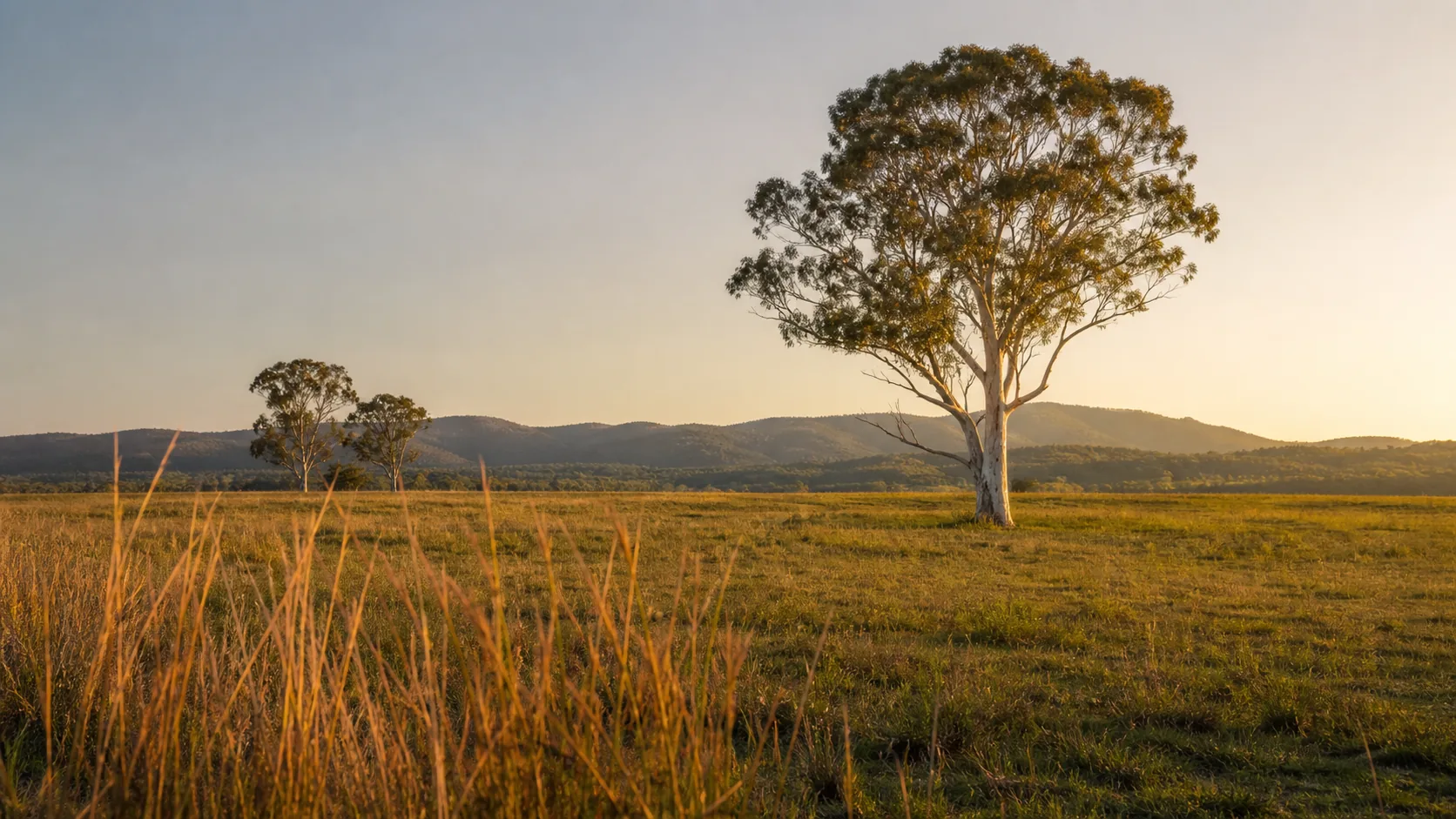 A Gold Coast hinterland paddock at golden hour, looking south-east toward distant low forested ridges. A single mature spotted gum stands alone in the middle distance about a third in from the right, its iconic mottled cream-and-grey trunk warmly lit by the low right-side sun, its olive-green canopy catching the honey light from the same direction. In the foreground, mature kangaroo grass with red-brown seed heads catches the warm light. A second spotted gum sits softly far-left in the middle distance, with the slow rise of a forested ridge behind. Warm-amber sky low at the right, softer cream-blue higher up.