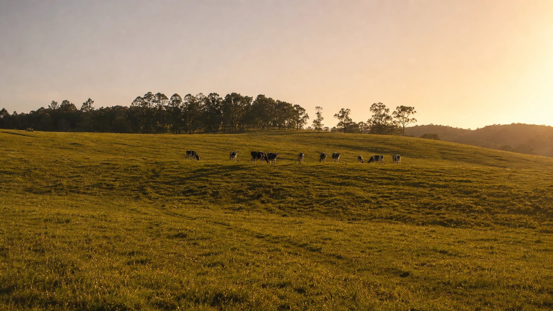 A Gold Coast hinterland eucalypt paddock with spotted gum trees in soft morning light