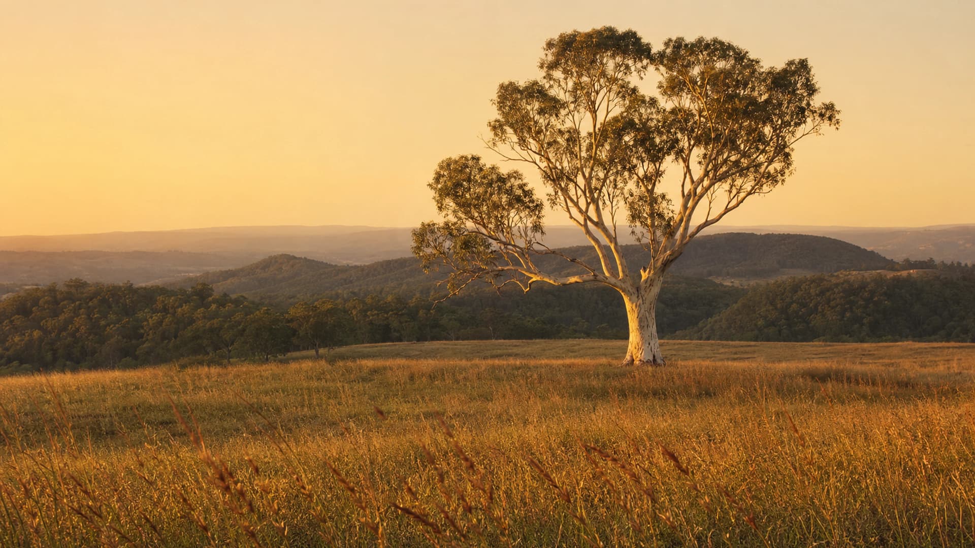 A Gold Coast hinterland eucalypt paddock with spotted gum trees and open native grass, dappled light through the canopy